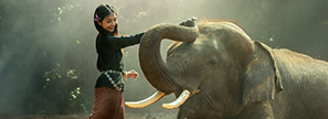 Inde : un SMS pour ne pas se faire écraser par un éléphant