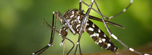 Des SMS pour combattre la Malaria