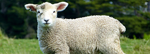 Les moutons pourraient bientôt envoyer des SMS