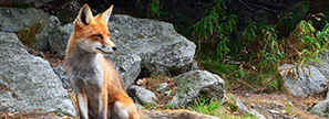Le renard, voleur d’iPhone, qui envoyait des SMS