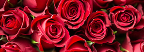 Des SMS pour Saint-Valentin