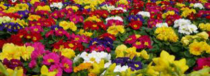Une jardinerie créative optimise sa comunication par SMS