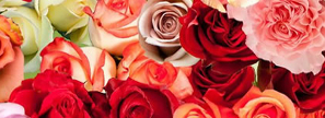 Des fleurs de la Mitad del Mundo et des SMS