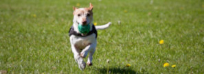 Des SMS pour un club canin