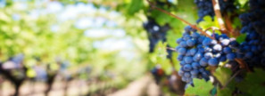 In Vina Terra fait des campagnes de SMS commerciaux